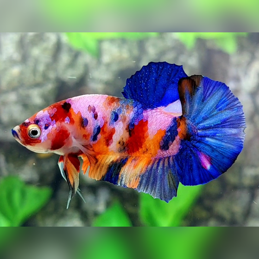 Multicolor Candy Galaxy HMPK Male