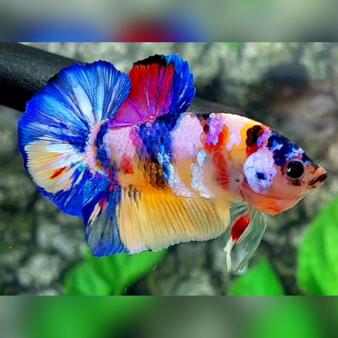 Multicolor Yellowbase Candy Galaxy Over HMPK Male