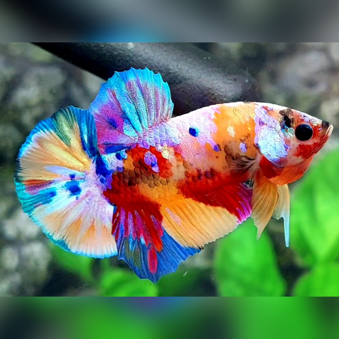 Multicolor Yellowbase Candy Galaxy Over HMPK Male