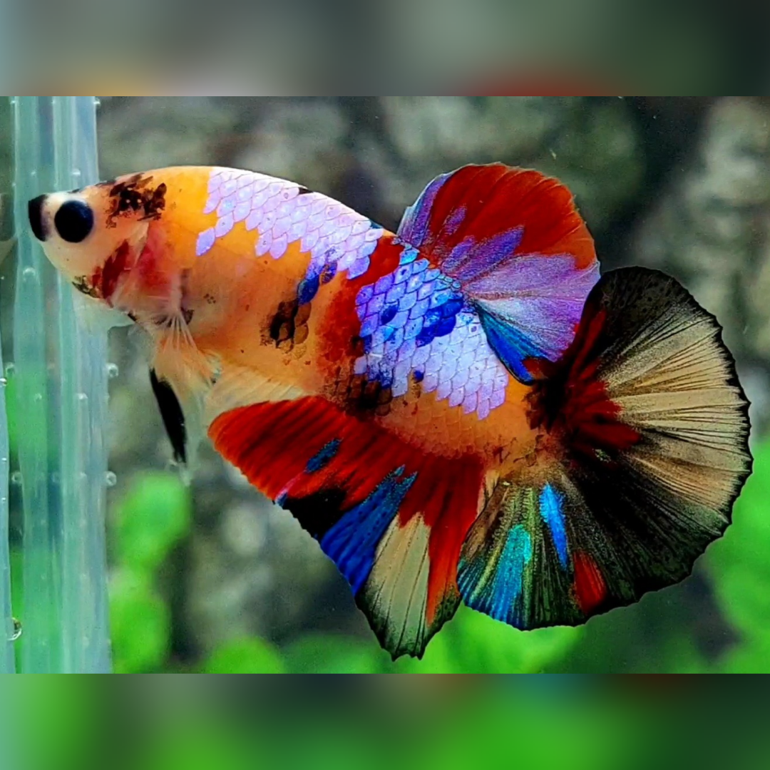 Multicolor Yellowbase Candy Galaxy HMPK Male