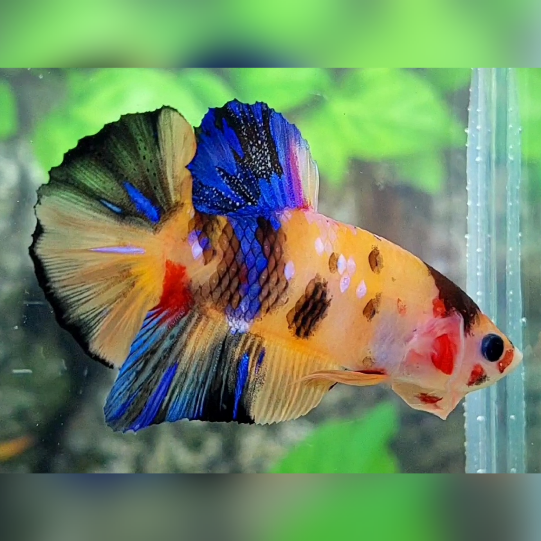 Multicolor Yellowbase Tiger Galaxy HMPK Male