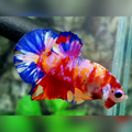 Multicolor Yellowbase Candy Galaxy HMPK Male