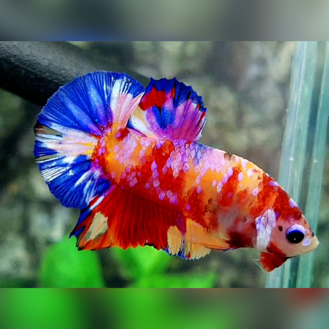 Multicolor Yellowbase Candy Galaxy HMPK Male