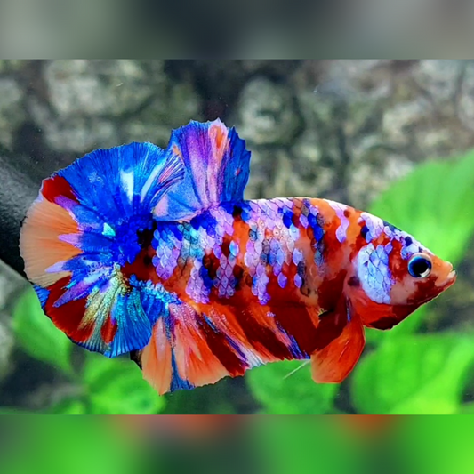 Multicolor Candy Galaxy Over HMPK Male