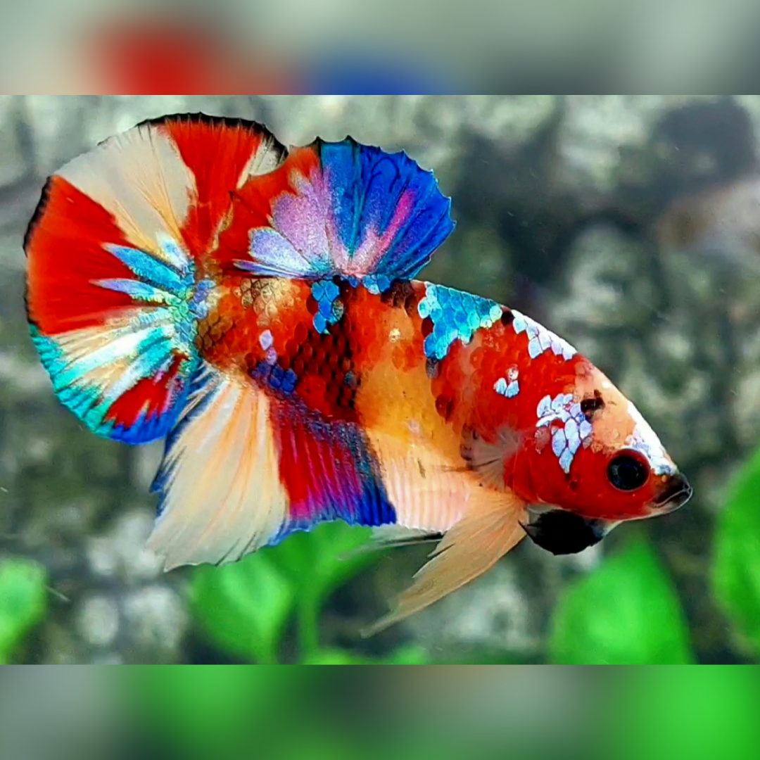 Multicolor Galaxy HMPK Male