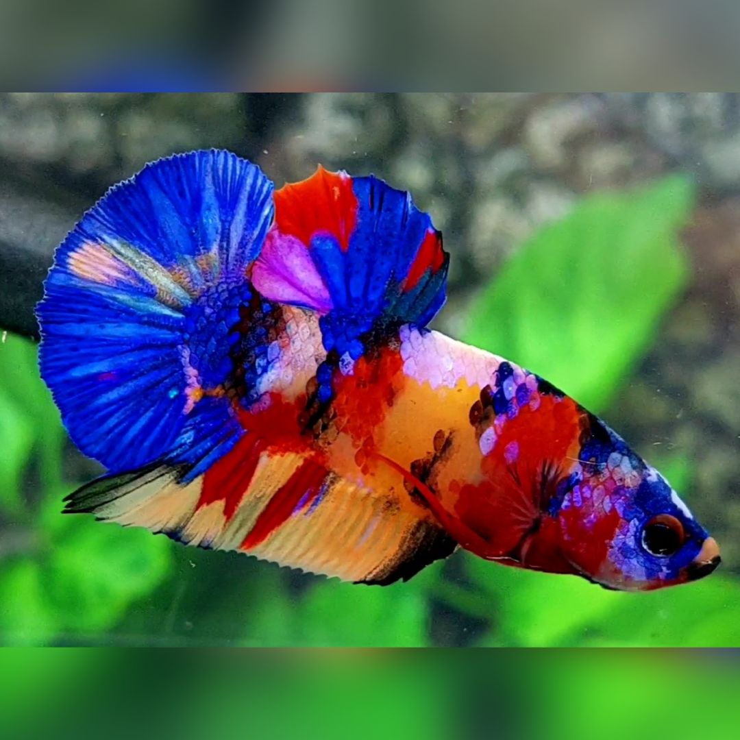 Multicolor Yellowbase Candy Galaxy HMPK Male