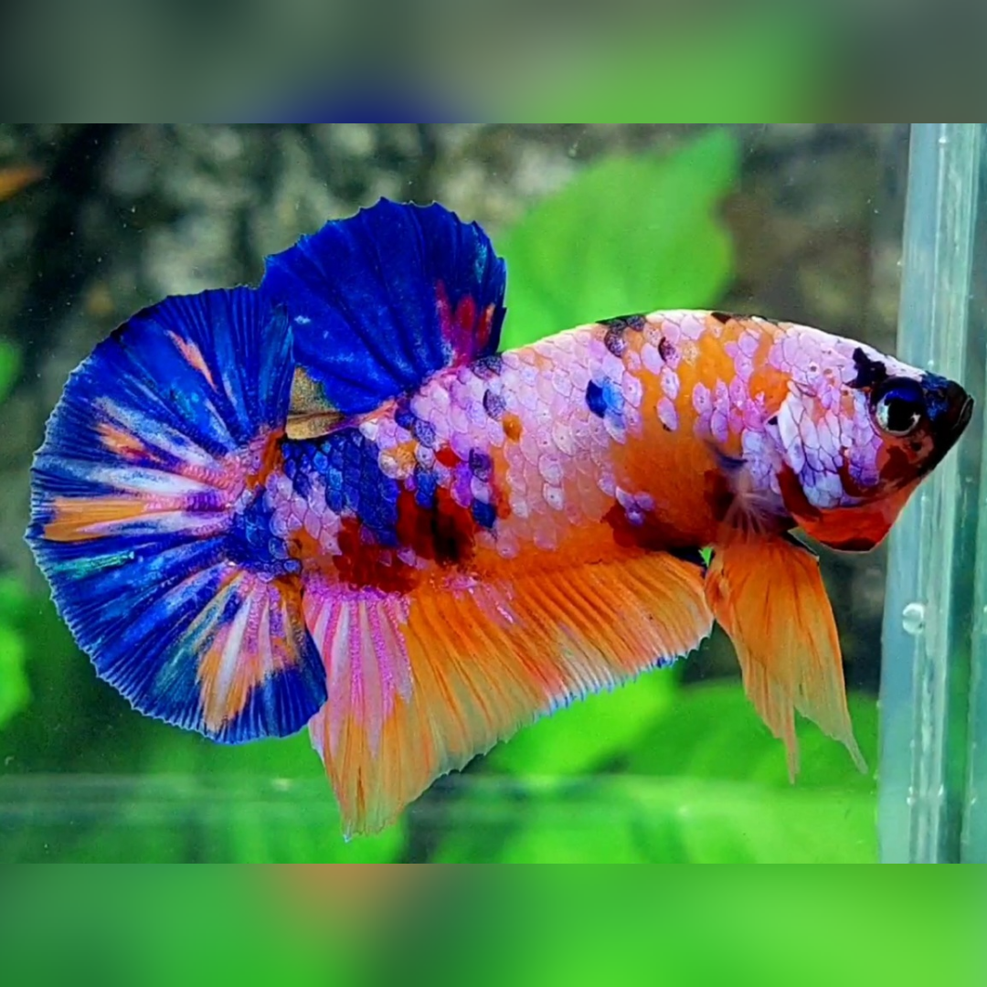 Multicolor Candy Galaxy HMPK Male