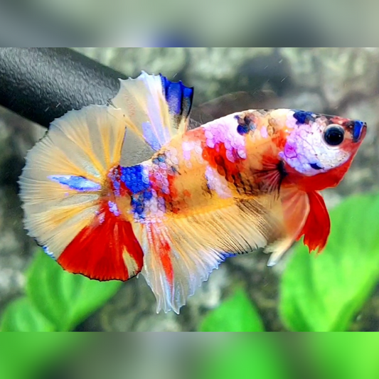 Multicolor Yellowbase Candy Galaxy HMPK Male