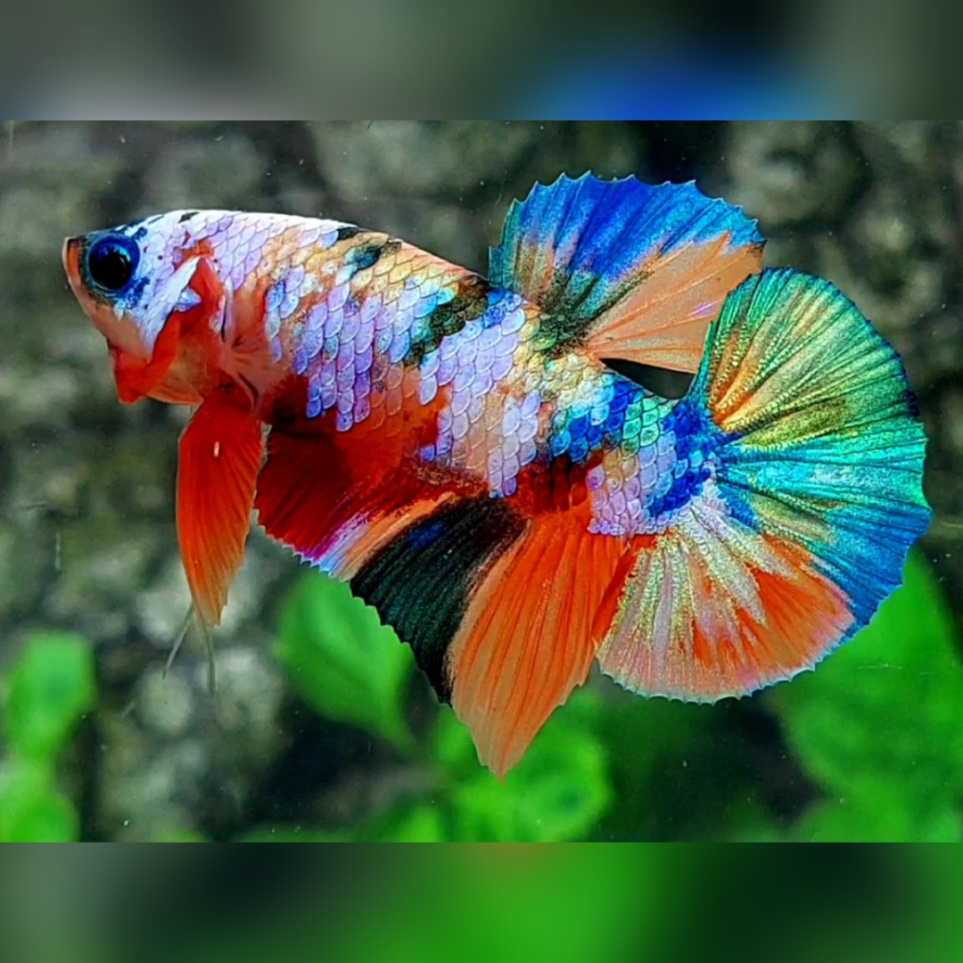 Multicolor Galaxy HMPK Male