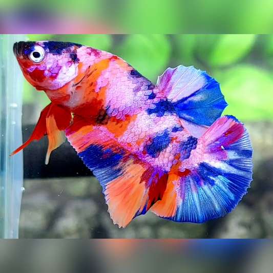 Multicolor Candy Galaxy HMPK Male