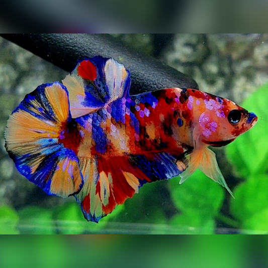 Multicolor Candy Galaxy HMPK Male