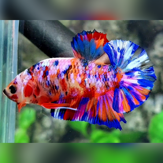 Multicolor Candy Galaxy HMPK Male