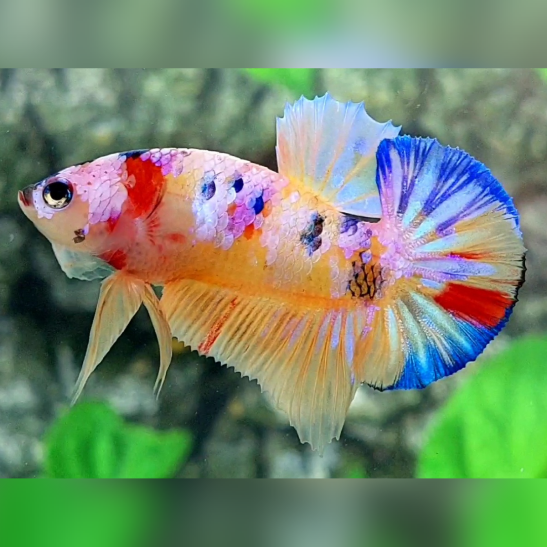 Multicolor Yellowbase Candy Galaxy HMPK Male