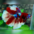 Red Barongsai Halfmoon Male