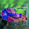 Multicolor Candy JUMBO GIANT HMPK Female