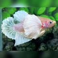 White Pink Super Dumbo Ears HMPK Male