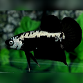 Black Samurai HMPK Male