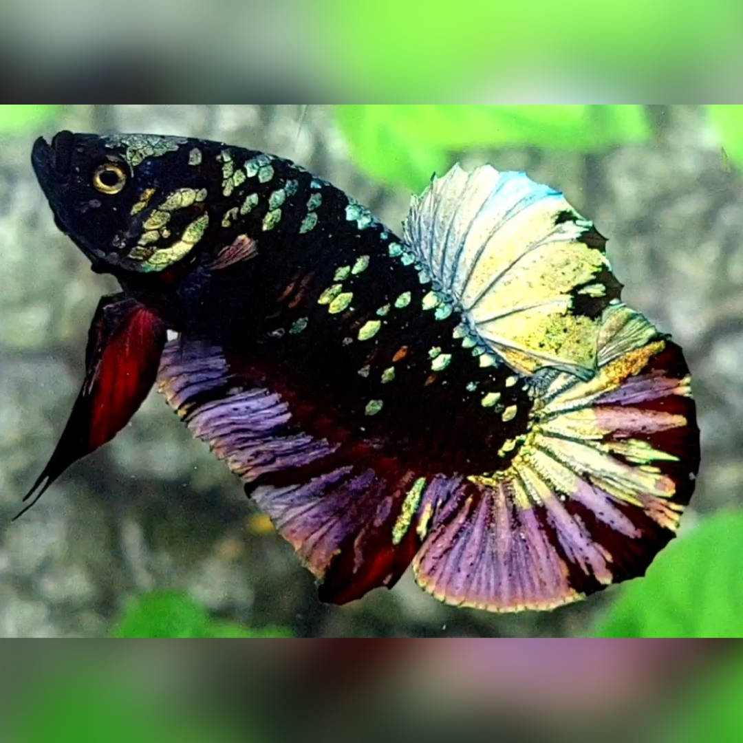 Avatar Copper Purple Gold HMPK Male
