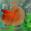 Solid Orange Halfmoon Male