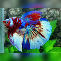 Multicolor Red Galaxy Halfmoon Male