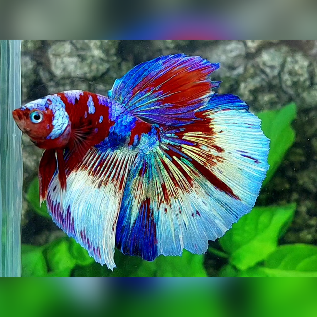 Multicolor Red Galaxy Halfmoon Male