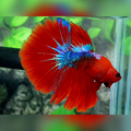 Shortbody Red Hellboy Halfmoon Male
