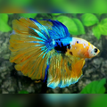 Yellow Koi Galaxy Halfmoon Male