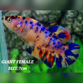 Multicolor Candy Galaxy JUMBO GIANT HMPK Female