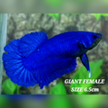 Solid Super Blue JUMBO GIANT HMPK Female
