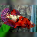 Red Tiger Copper Purple Galaxy HMPK Female For Sorority / Breed