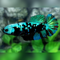 Avatar Gordon Turquoise HMPK Female For Sorority / Breed