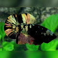 Avatar Copper Gold HMPK Male