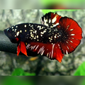 Avatar Nebula Red Chromatic Copper Gold HMPK Male