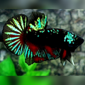 Avatar Blackstar Red Green Startail HMPK Male