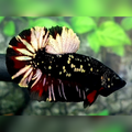 Avatar Blackstar Copper Red Gold HMPK Male