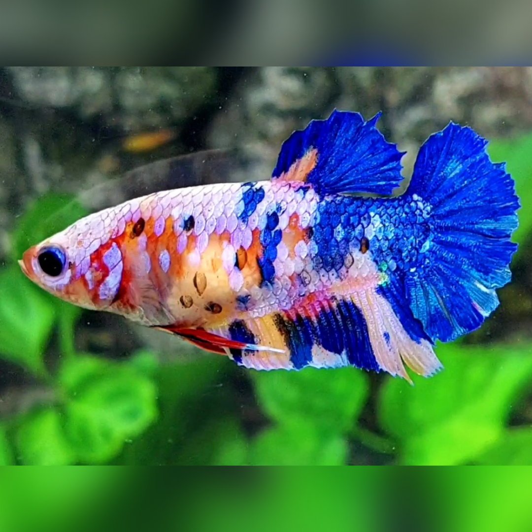 Multicolor Candy Galaxy HMPK Female For Sorority / Breed