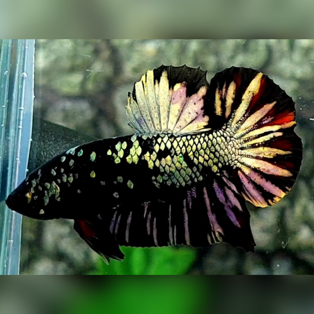 Avatar Copper Gold HMPK Male