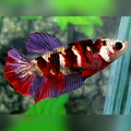 Red Tiger Purple Copper Galaxy HMPK Female For Sorority / Breed #RKC