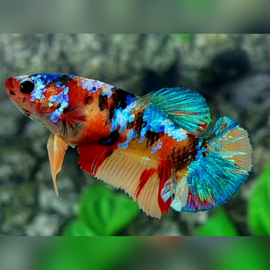 Multicolor Galaxy HMPK Female For Sorority / Breed