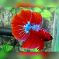 Red Fancy Hellboy Halfmoon Male