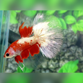 Monkey Face Red Fancy Copper Gold Halfmoon Male #cs