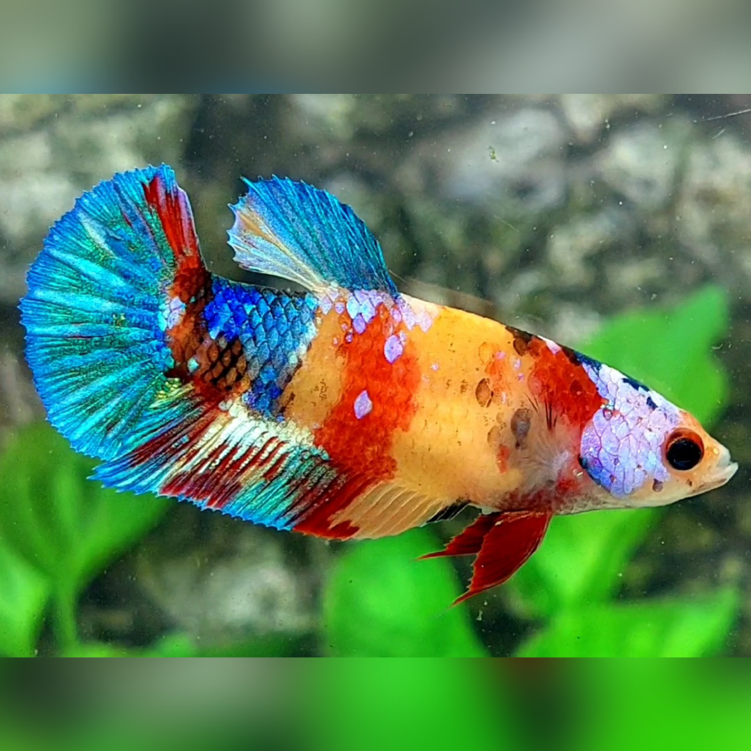 Multicolor Yellowbase Galaxy HMPK Female For Sorority / Breed