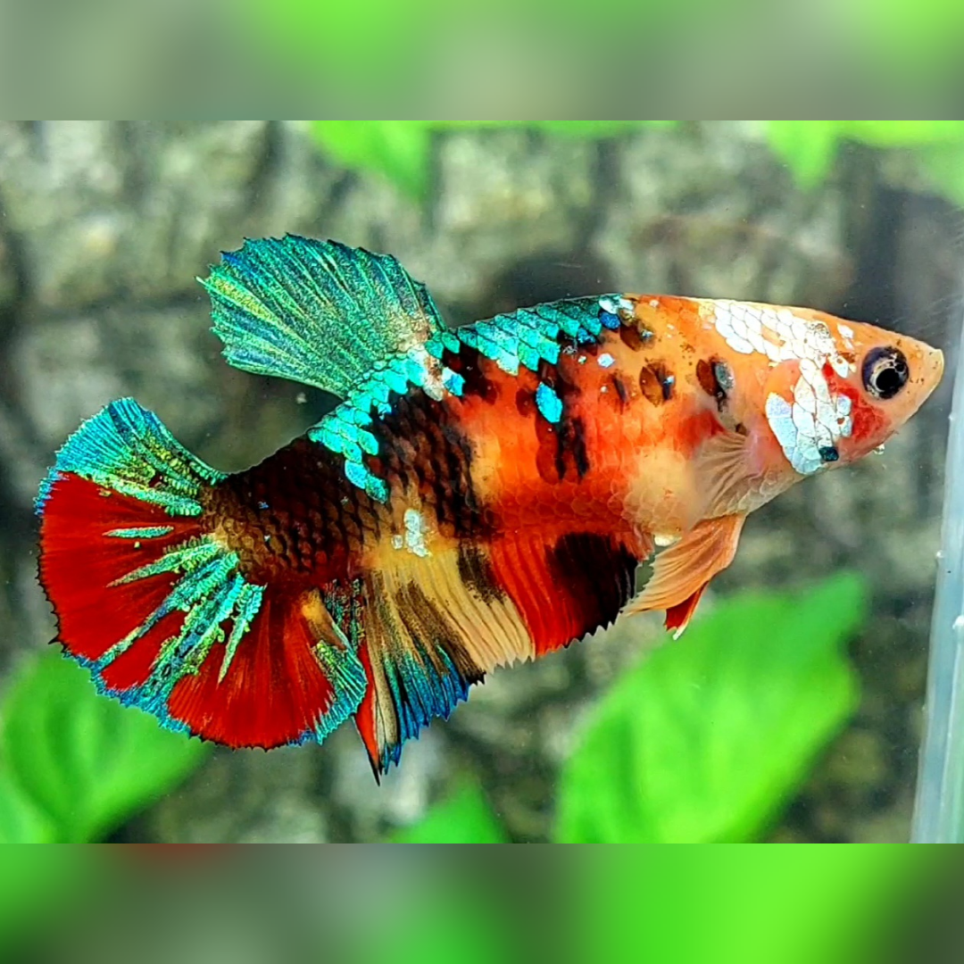 Multicolor Tiger Galaxy HMPK Female For Sorority / Breed