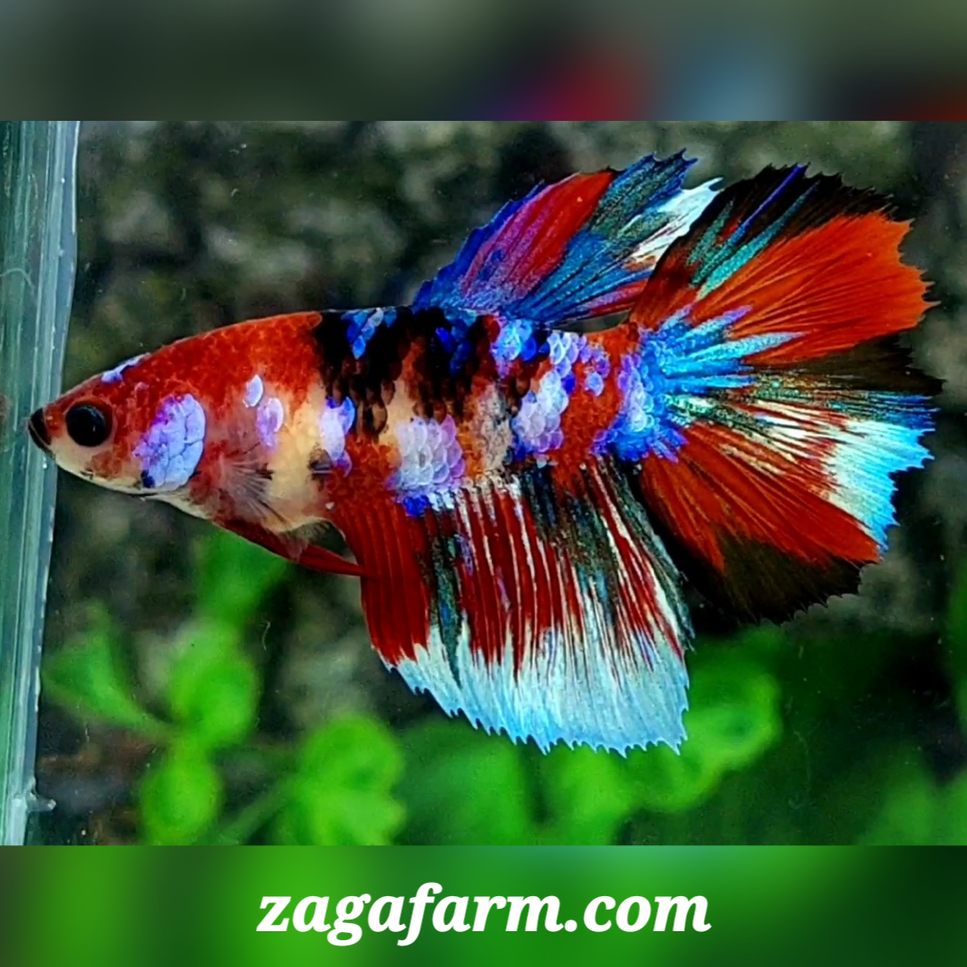 Multicolor Galaxy Halfmoon Female For Sorority / Breed