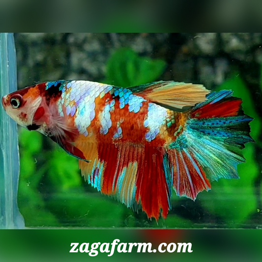 Multicolor Galaxy Halfmoon Female For Sorority / Breed