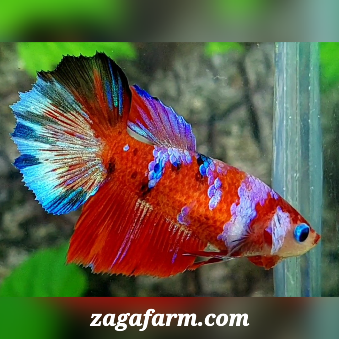 Red Barongsai Lion Dance Halfmoon Female For Sorority / Breed