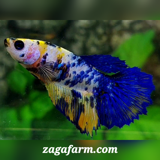 Yellow Blue Galaxy Halfmoon Female For Sorority / Breed