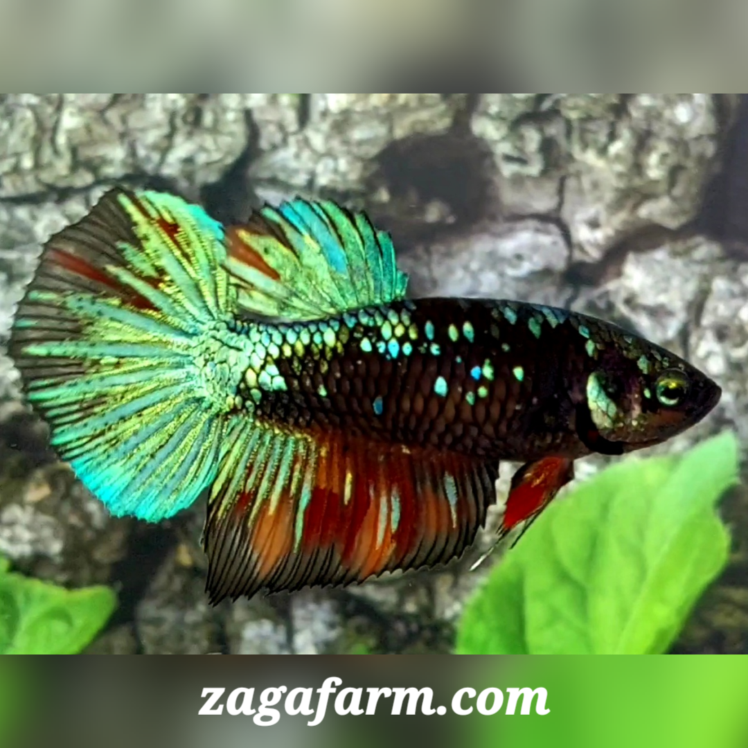 Green Blackstar Candy Halfmoon Female For Sorority / Breed