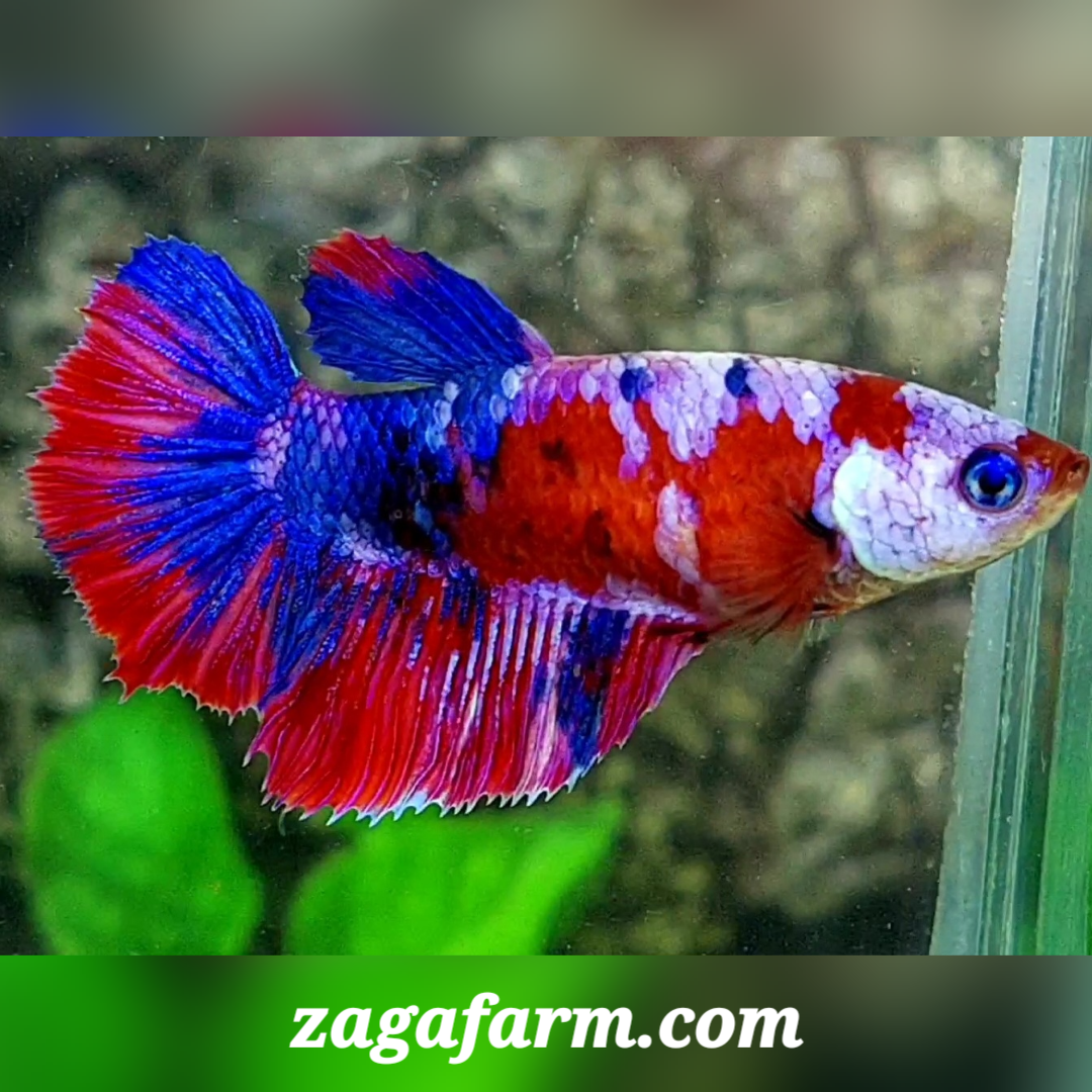 Multicolor Red Pink Galaxy Halfmoon Female For Sorority / Breed