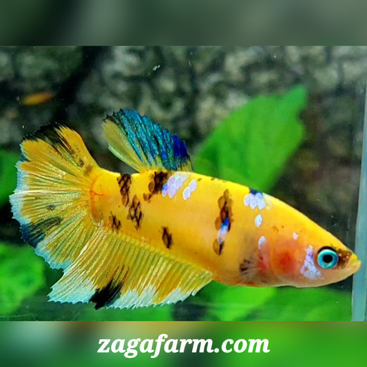 Yellow Tiger Galaxy Halfmoon Female For Sorority / Breed